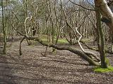 Twisty Trees