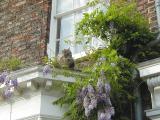 Cat on Ledge