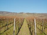 Ruedesheim Vinyard