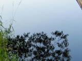 08_tree_and_sky_reflection