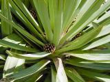 02_palm_cones