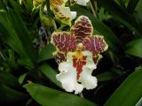 27_flowershow_orchid