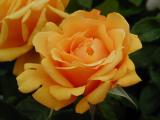 28_flowershow_rose 