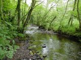 Broomhill_Stream