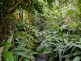 Eden_Tropical_1