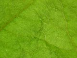 Giant_Rhubarb_Leaf_Closeup