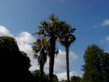 Glendurgan_Palms