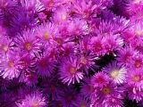 Purple_Flowers