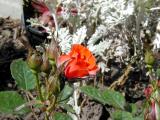 rose_and_buds