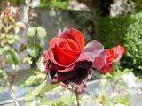 dark_rose