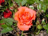 rose_zoom